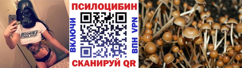 Купить  Сегежа  Галлюциногенные грибы Psilocybe 